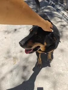 Adopt Mario