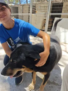 Adopt Mario