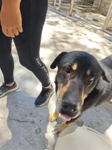 Adopt Mario
