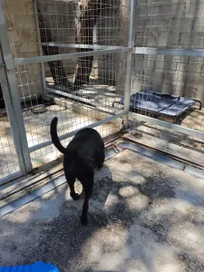 Adopt Maria