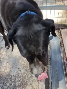 Adopt Maria