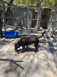 Adopt Maria