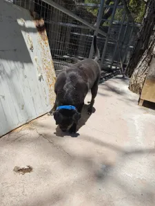 Adopt Maria