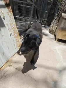 Adopt Maria