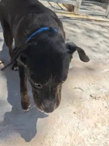 Adopt Maria