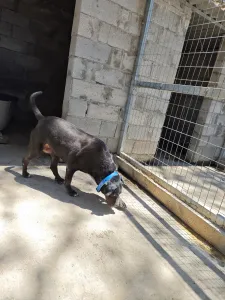 Adopt Maria
