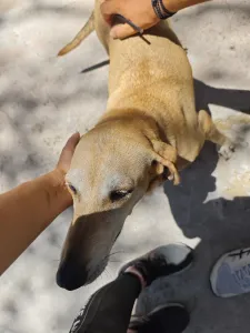 Adoptionsprofil für Kiki