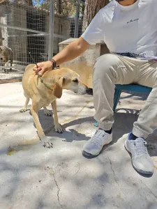 Adoptie hond Kiki