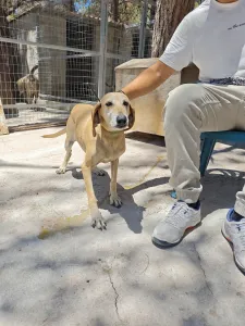 Adoptie hond Kiki
