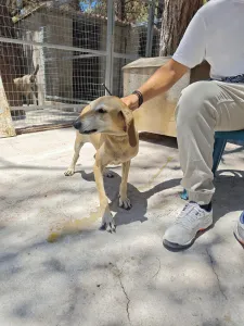 Adoptie hond Kiki