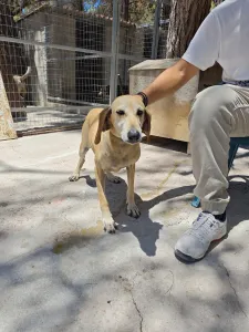 Adoptie hond Kiki