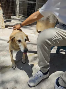 Adoptie hond Kiki