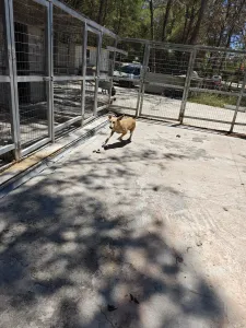 Adoptie hond Kiki