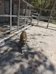 Adoptie hond Kiki