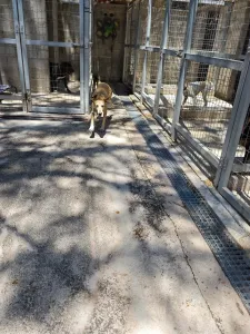Adoptie hond Kiki