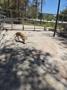 Adoptie hond Kiki