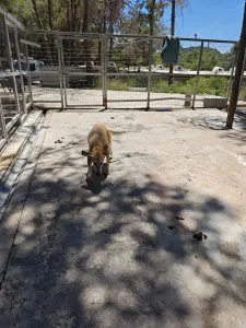 Adoptie hond Kiki