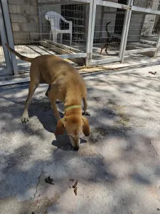 Adoptie hond Kiki