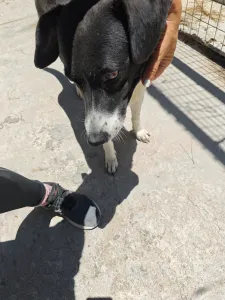 Adopt Lora