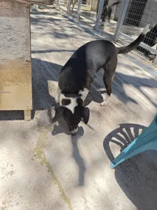 Adopt Lora