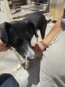 Adopt Lora