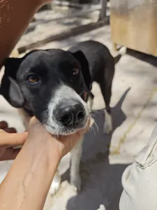 Adopt Lora