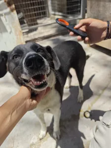 Adopt Lora