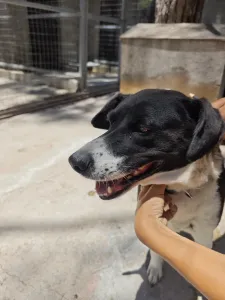 Adopt Lora