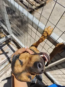Adopt Mairy