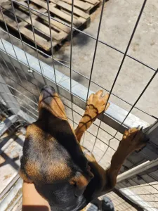 Adopt Mairy
