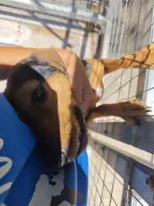 Adopt Mairy