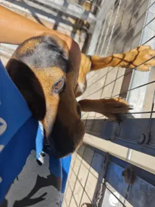 Adopt Mairy