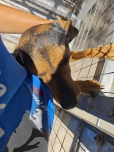Adopt Mairy