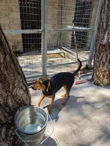 Adopt Mairy