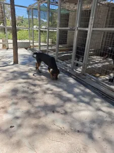 Adopt Mairy