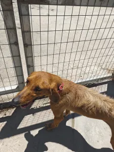 Adoptionsprofil für Dubble