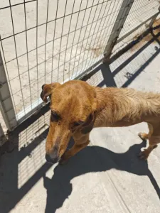 Adopt Dubble
