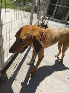 Adopt Dubble