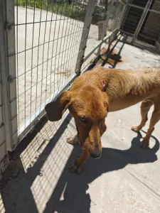 Adopt Dubble
