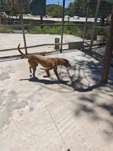 Adopt Dubble