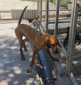 Adopt Dubble