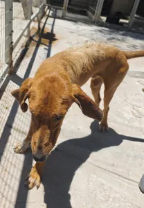 Adopt Dubble