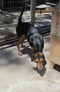 Adopt Mairy