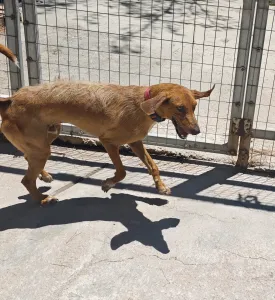 Adopt Dubble