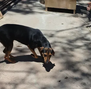 Adopt Mairy