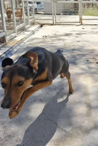 Adopt Mairy