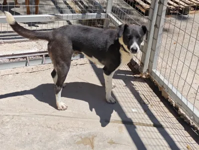 Adopt Lora