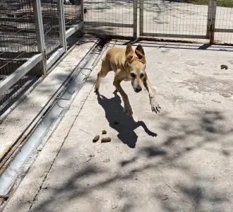 Adoptie hond Kiki