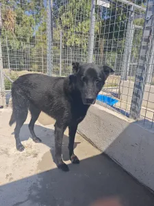 Adopt Blanky