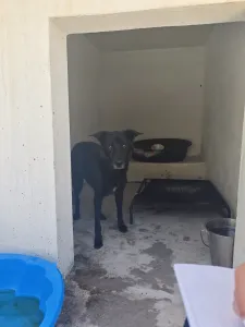 Adopt Blanky